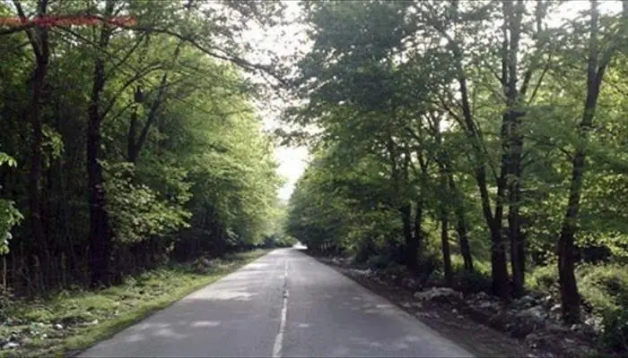 وجود درختان سرسبز در کنار جاده ی محمود آباد 6543442
