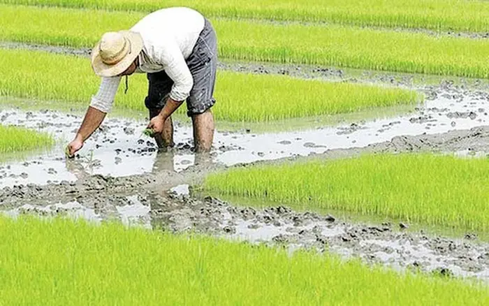 مردی درحال کشت برنج در زمین کشاورزی 67545346