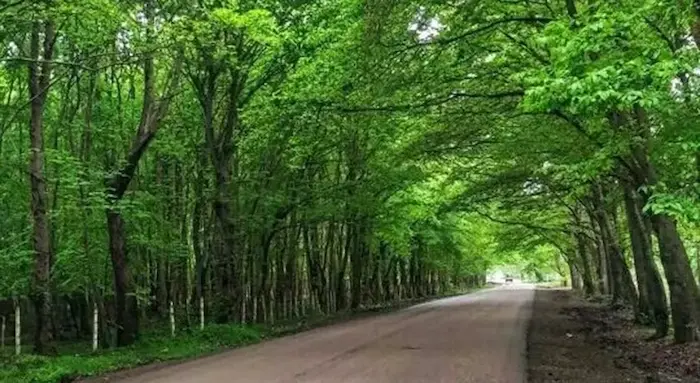 پوشش درختان سبز اطراف جاده در جنگل روستای بونده 7788887777777